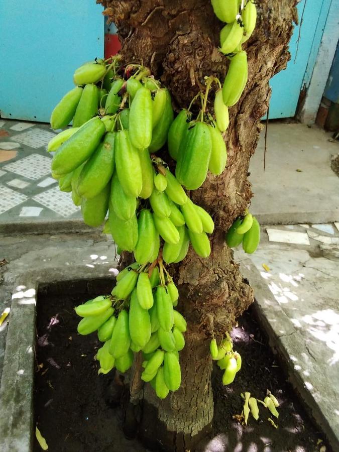 Museito De Carlos Ґранада Екстер'єр фото